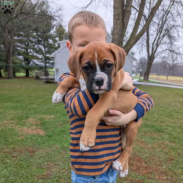 Pax, Boxer Puppy